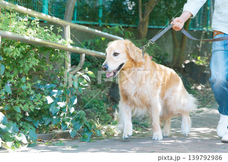 ペット 大型犬 お散歩をしているゴールデンレトリバーと男性 ペット 大型犬 お散歩をしているゴールデンレトリバーと男性 139792986