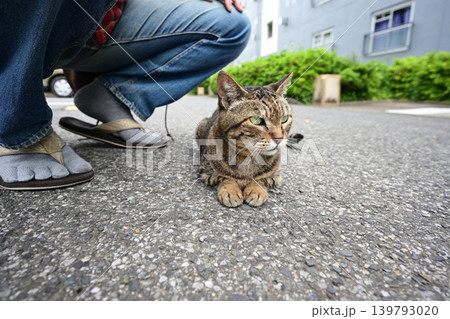 散歩中のキジトラ猫 散歩中のキジトラ猫 139793020