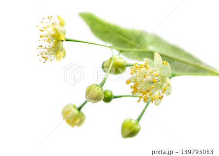 Linden tree flowers close up Linden tree flowers close up 139793083