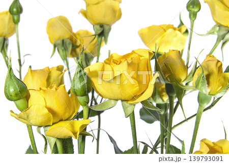 Many yellow roses on a white background Many yellow roses on a white background 139793091
