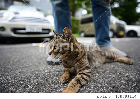 散歩中のキジトラ猫 139793114