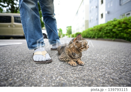 散歩中のキジトラ猫 139793115