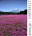 山梨県富士芝桜まつり ピンクの花畑からの富士山の景色 139793117