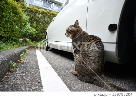 駐車場のキジトラ猫 駐車場のキジトラ猫 139793204