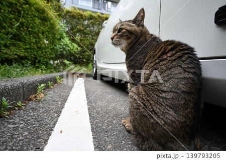 駐車場のキジトラ猫 駐車場のキジトラ猫 139793205