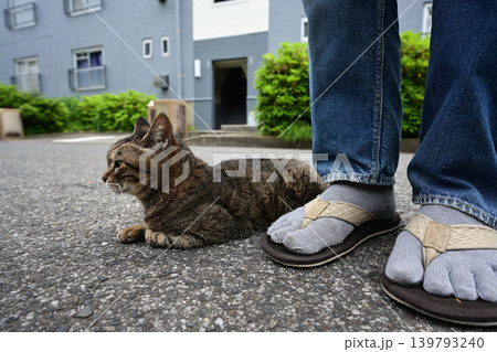 散歩中のキジトラ猫 散歩中のキジトラ猫 139793240