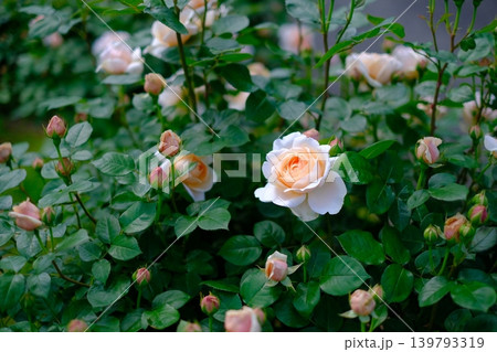 たくさんの蕾と青々とした葉の中で咲く一輪の薔薇 たくさんの蕾と青々とした葉の中で咲く一輪の薔薇 139793319