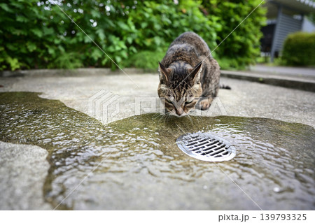水を飲む猫 水を飲む猫 139793325