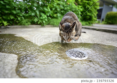 水を飲む猫 139793326