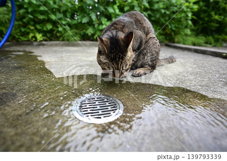水を飲む猫 水を飲む猫 139793339