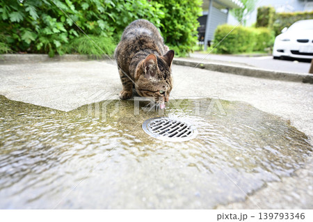 水を飲む猫 139793346