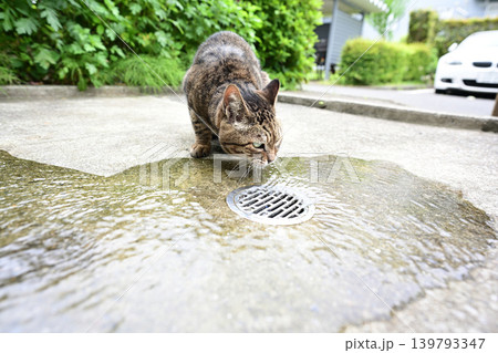 水を飲む猫 139793347