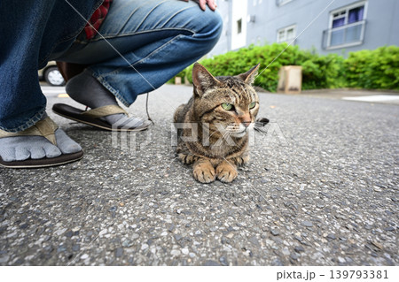 散歩中のキジトラ猫 散歩中のキジトラ猫 139793381