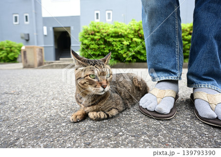 散歩中のキジトラ猫 散歩中のキジトラ猫 139793390