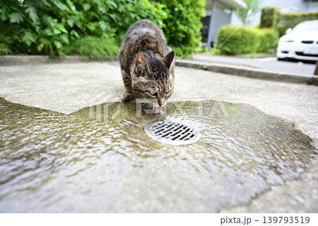 水を飲む猫 水を飲む猫 139793519