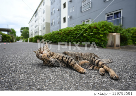 毛繕いするキジトラ猫 毛繕いするキジトラ猫 139793591