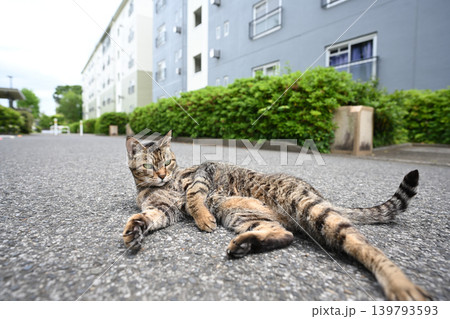 毛繕いするキジトラ猫 毛繕いするキジトラ猫 139793593