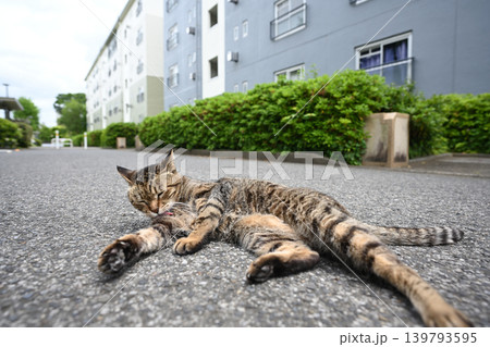 毛繕いするキジトラ猫 毛繕いするキジトラ猫 139793595