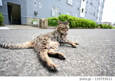 毛繕いするキジトラ猫 毛繕いするキジトラ猫 139793611