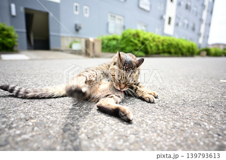毛繕いするキジトラ猫 139793613
