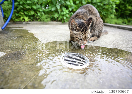 水を飲む猫 水を飲む猫 139793667