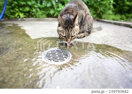水を飲む猫 139793682