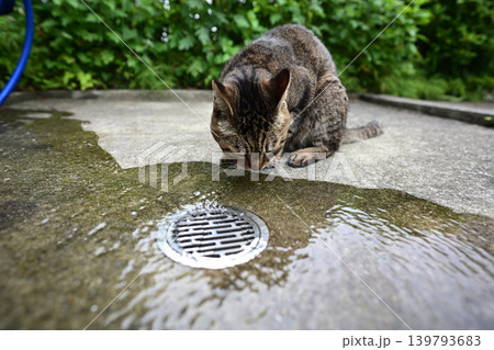 水を飲む猫 139793683