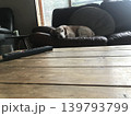 犬が昼寝をしているところ 139793799