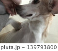 下からのぞいた犬 139793800
