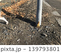 電柱に置いて行かれてしまったアイツ 139793801