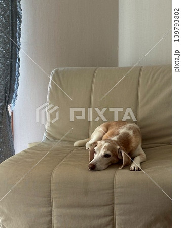 ソファで寛ぐ犬 ソファで寛ぐ犬 139793802