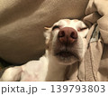 寝顔 139793803