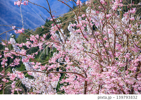 花が咲いていい雰囲気の長野県の里山の春の景色 花が咲いていい雰囲気の長野県の里山の春の景色 139793832