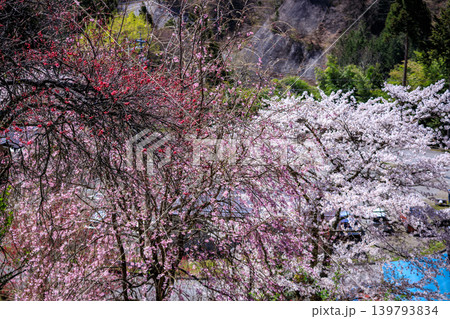 花が咲いていい雰囲気の長野県の里山の春の景色 花が咲いていい雰囲気の長野県の里山の春の景色 139793834