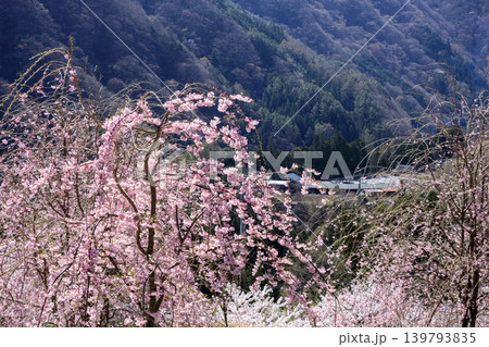 花が咲いていい雰囲気の長野県の里山の春の景色 花が咲いていい雰囲気の長野県の里山の春の景色 139793835