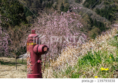 花が咲いていい雰囲気の長野県の里山の春の景色 花が咲いていい雰囲気の長野県の里山の春の景色 139793838