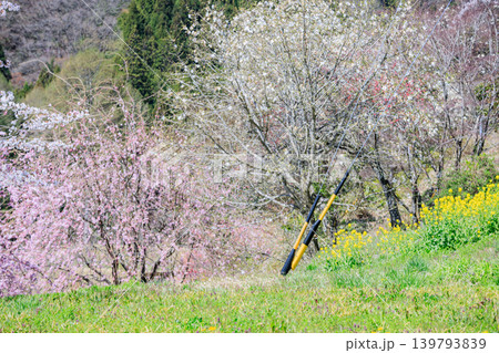 花が咲いていい雰囲気の長野県の里山の春の景色 花が咲いていい雰囲気の長野県の里山の春の景色 139793839