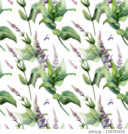 Clary sage seamless pattern watercolor illustration. Salvia medicinal herb for aromatherapy pharmacy branding, stress relief oil packaging, organic antiaging cosmetics design, wellness print Clary sage seamless pattern watercolor illustration. Salvia medicinal herb for aromatherapy pharmacy branding, stress relief oil packaging, organic antiaging cosmetics design, wellness print 139793858