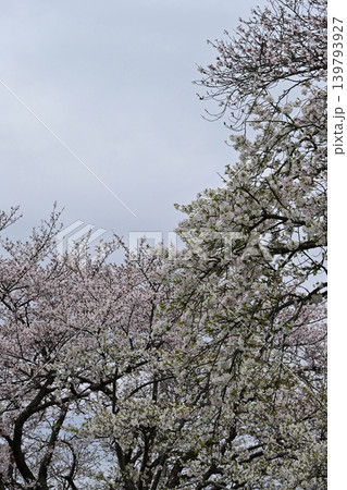 春の曇り空の日に福島県いわき市の新川沿いで手前の葉桜と奥の満開の桜が対比する見上げる風景 139793927