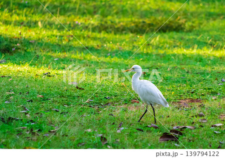 White Egret Walking on Lush Green Grass in Sunlit Tropical Park or Garden 139794122