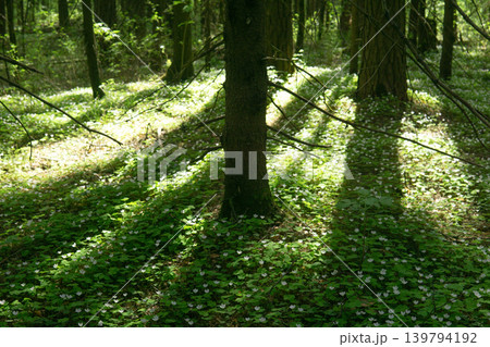Beautiful forest with white flowers and green leaves in sunny summer day Beautiful forest with white flowers and green leaves in sunny summer day 139794192