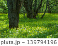 Green spring forest with yellow wildflowers and trees in the background 139794196