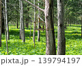 Bird feeder hanging on a tree in the forest. 139794197