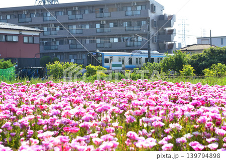 寒川相模線脇の畑に咲く紅い花 寒川相模線脇の畑に咲く紅い花 139794898