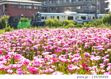 寒川相模線脇の畑に咲く紅い花 寒川相模線脇の畑に咲く紅い花 139794899