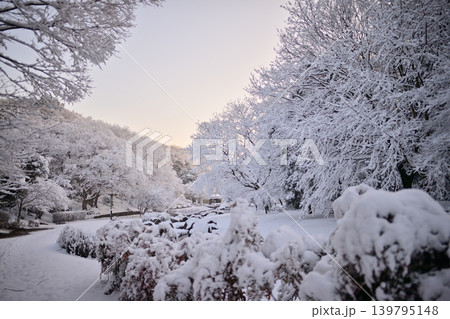 雪景色の朝の花島公園 雪景色の朝の花島公園 139795148