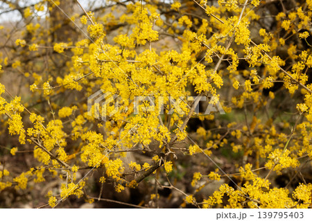 spring cornelian cherry tree yellow flowers 139795403