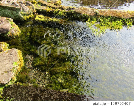 大分県竹田市、日本名水百選に選ばれた竹田湧水群の中の一つ「泉水湧水(せんずいゆうすい)」 大分県竹田市、日本名水百選に選ばれた竹田湧水群の中の一つ「泉水湧水(せんずいゆうすい)」 139795407