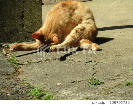 大分県竹田市、白水の滝近くで見かけた日向ぼっこをするかわいい子猫 大分県竹田市、白水の滝近くで見かけた日向ぼっこをするかわいい子猫 139795720