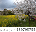 桜と菜の花の田園風景 139795755